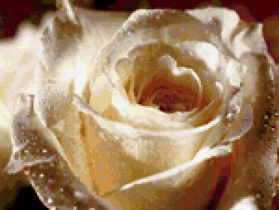 белая роза - цветок, белая, роза - предпросмотр