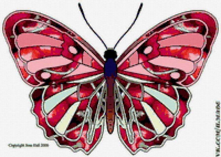 бабочка - насекомые, бабочка, красота, природа - предпросмотр