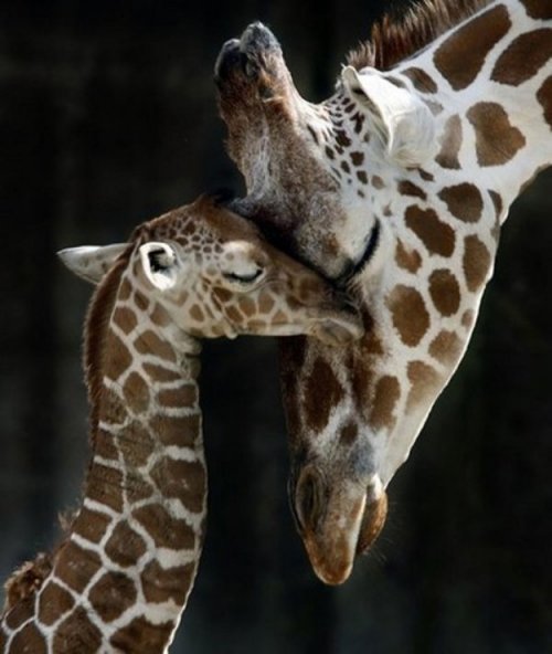 жирафы - жираф, животные, материнство - оригинал
