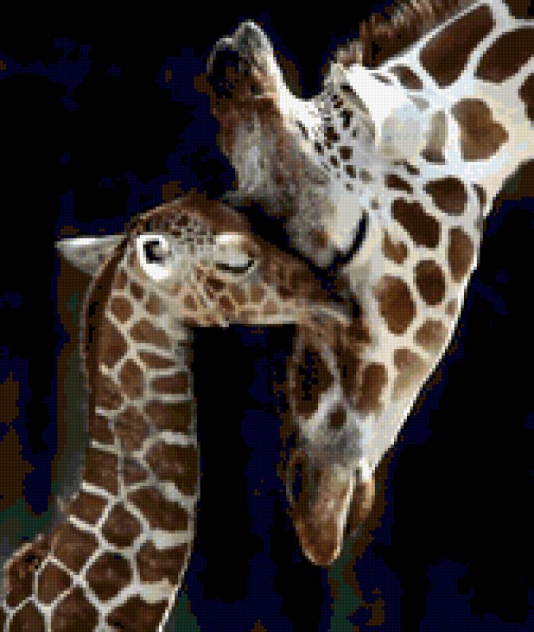 жирафы - животные, материнство, жираф - предпросмотр