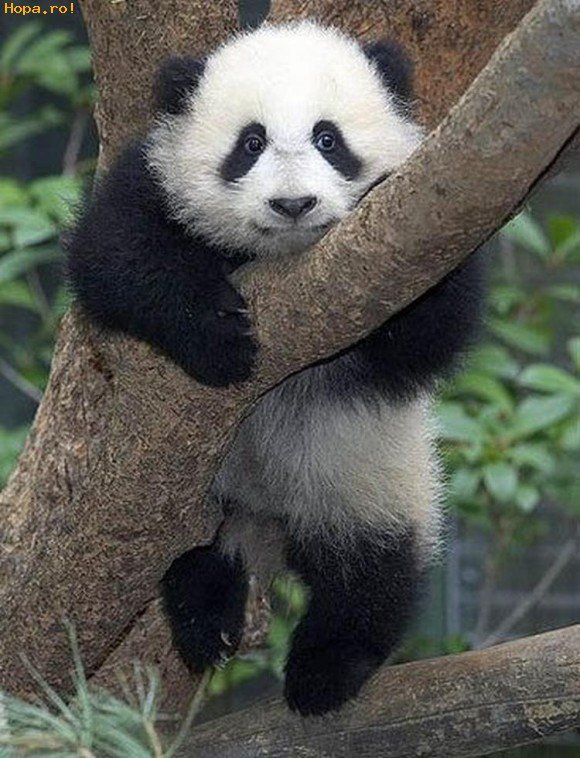 panda - panda - оригинал
