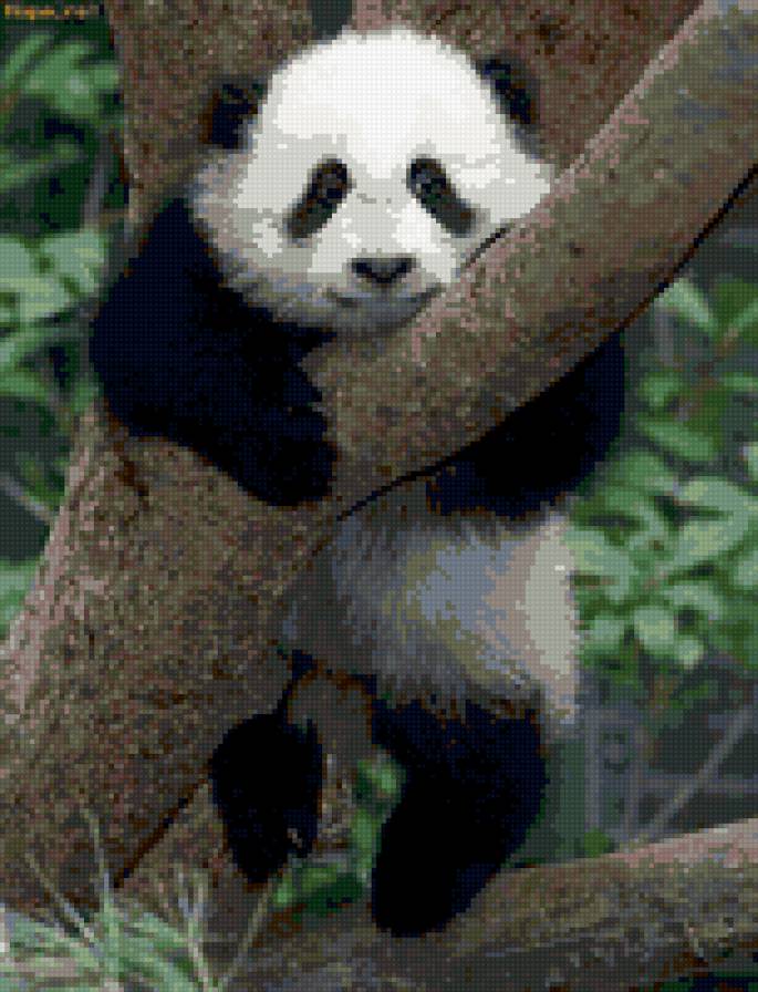 panda - panda - предпросмотр