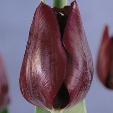 Схема вышивки «Бордовые тюльпаны»