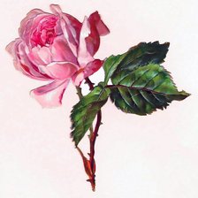 Оригинал схемы вышивки «Розовая роза» (№385481)