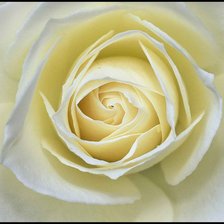 Оригинал схемы вышивки «И снова белая роза» (№385598)