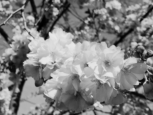 сакура - деревья, черно белое, цветы - оригинал