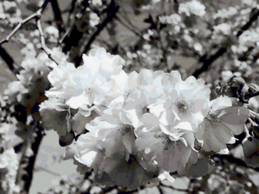 сакура - цветы, черно белое, деревья - предпросмотр