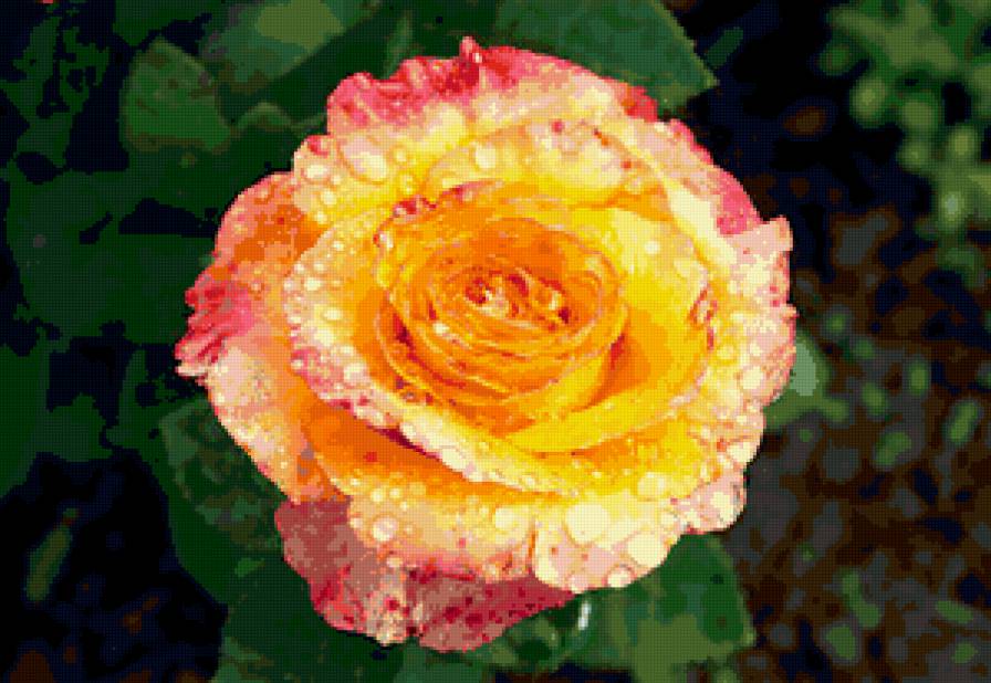 роза после дождя - роза, капли, цветы, цветок, розы - предпросмотр