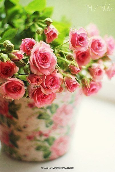 Букет роз - розы, цветы - оригинал