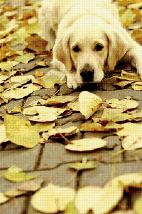 Собака - осень, собака - предпросмотр