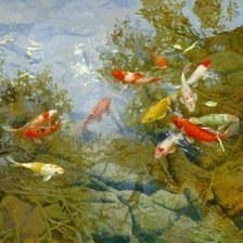 Рыбки в пруду