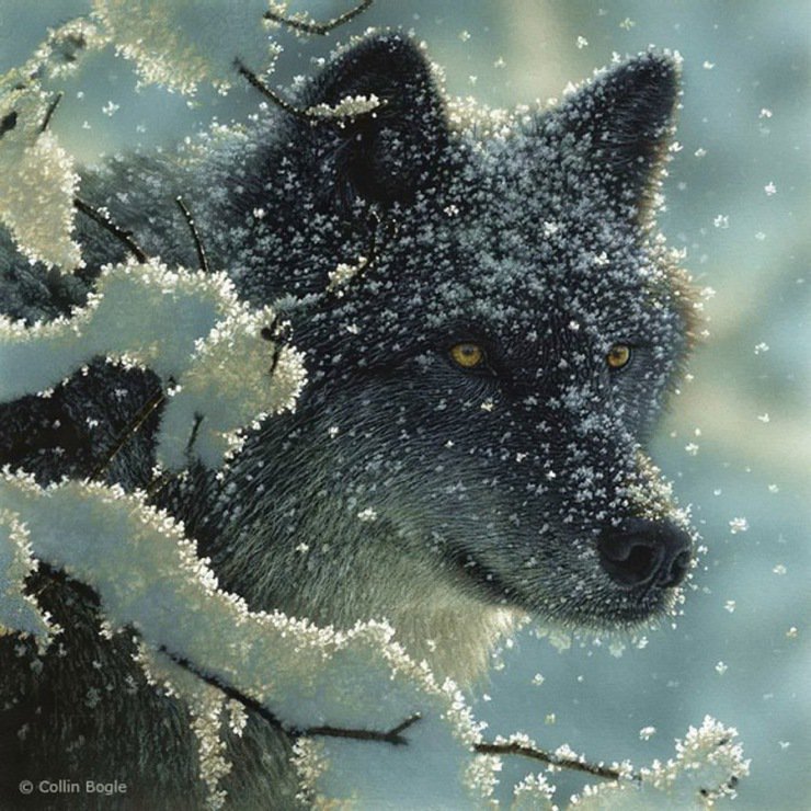 волк - волк, снег, зима - оригинал