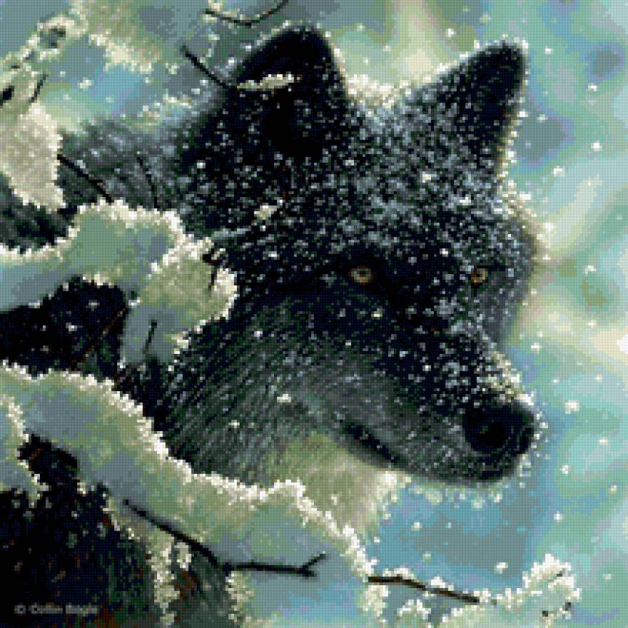 волк - снег, зима, волк - предпросмотр