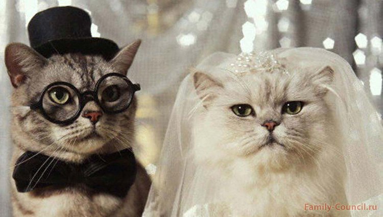 свадебные киски - свадьба, кошки - оригинал