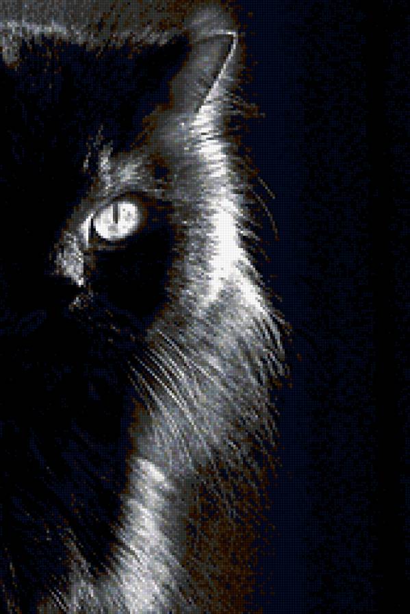 Черная кошка - кошка - предпросмотр