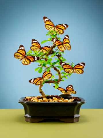 бонсай с бабочками - бабочки, деревья - оригинал