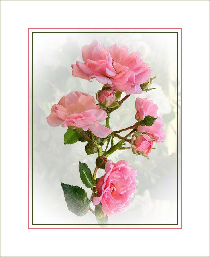 №391725 - цветы, подушка, розы - оригинал