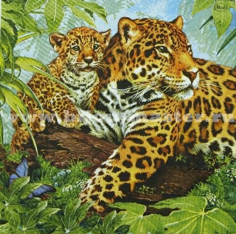 леопарды - животные - оригинал