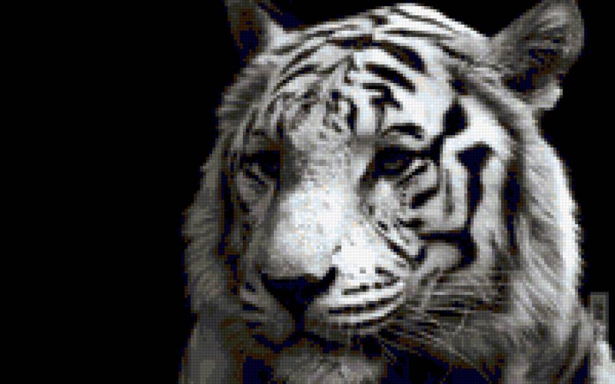 Красавец - тигр, белый тигр, хищники - предпросмотр