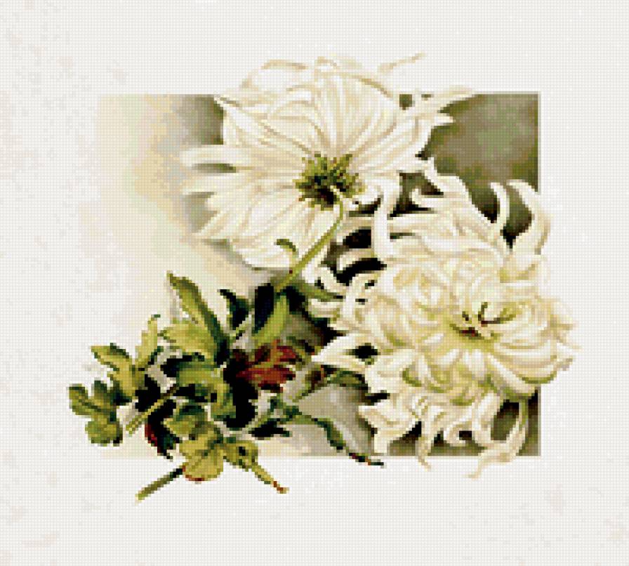 хризантемы - живопись, цветы, хризантемы - предпросмотр