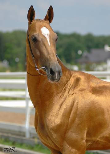 ахалтекинский конь - лошадь - оригинал