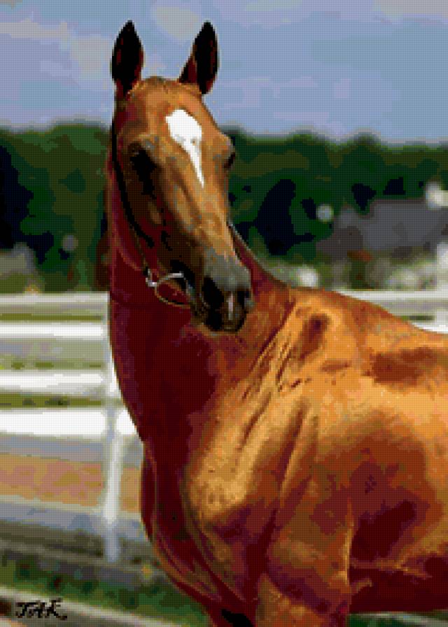 ахалтекинский конь - лошадь - предпросмотр