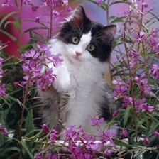 котик в цветах