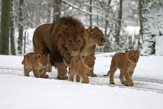 Семья львов - животные, львы, семья - оригинал