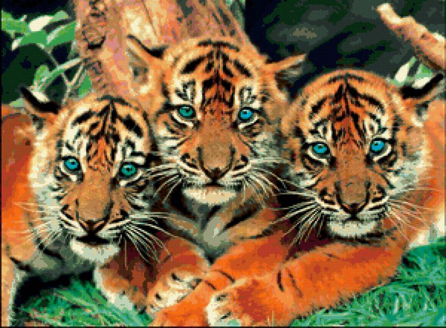tigri - tigri - предпросмотр