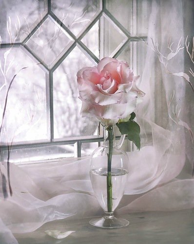 роза - роза, цветок, нежность - оригинал