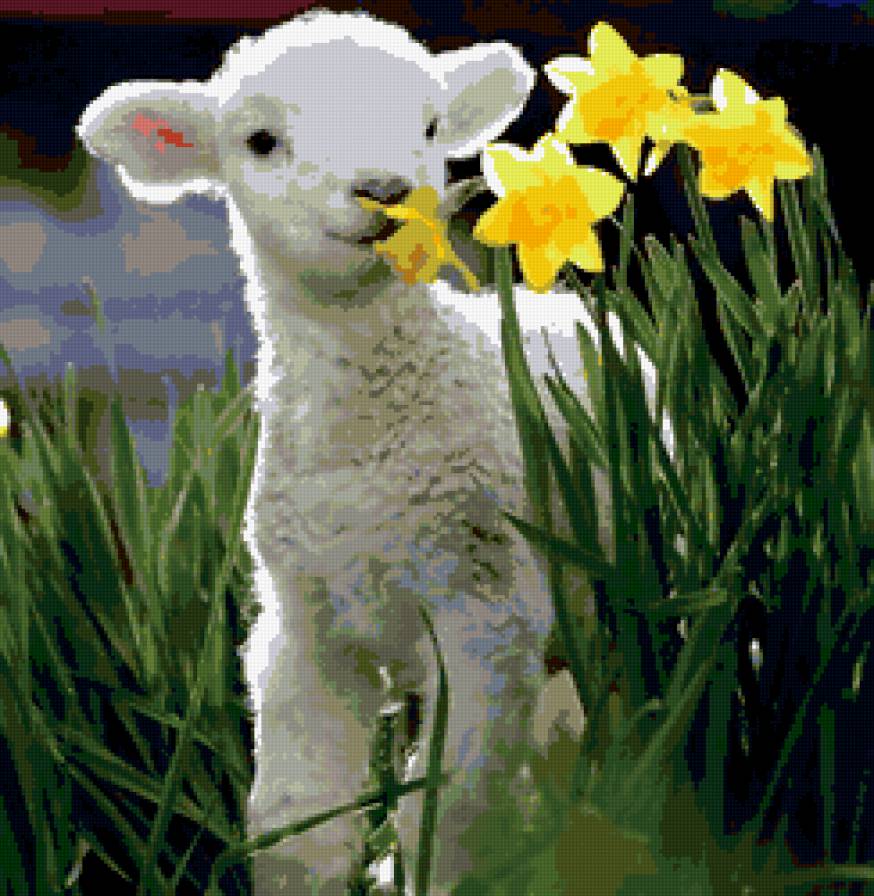 овечка - животные, природа, овца, цветы, нарцысс - предпросмотр
