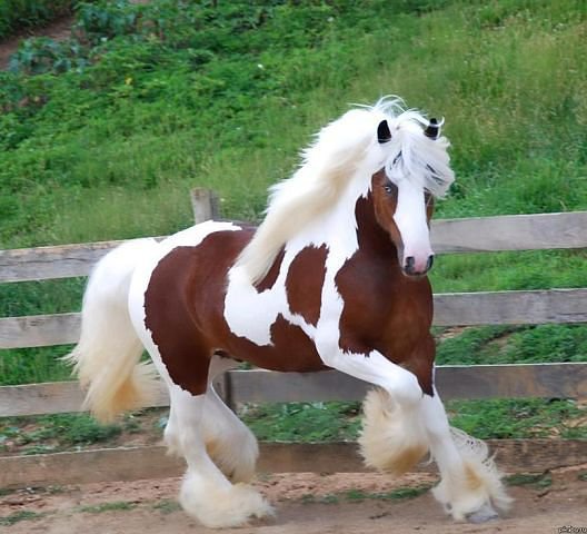 необычный конь - лошади - оригинал