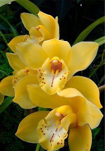 орхидея - природа, цветы, красота, букет, цветок - оригинал