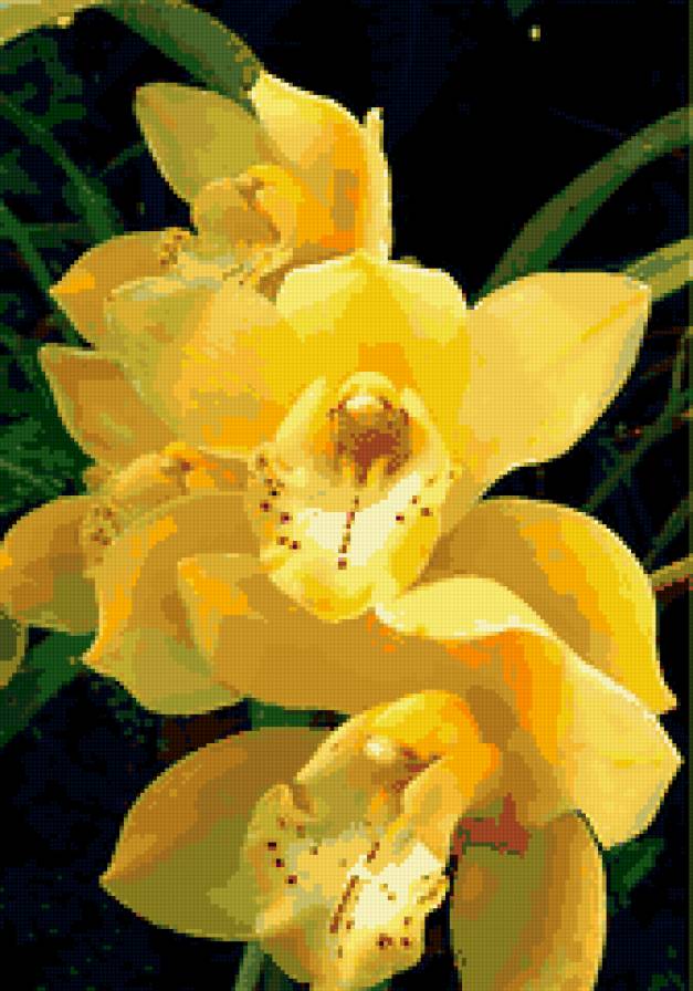 орхидея - цветы, букет, цветок, природа, красота - предпросмотр