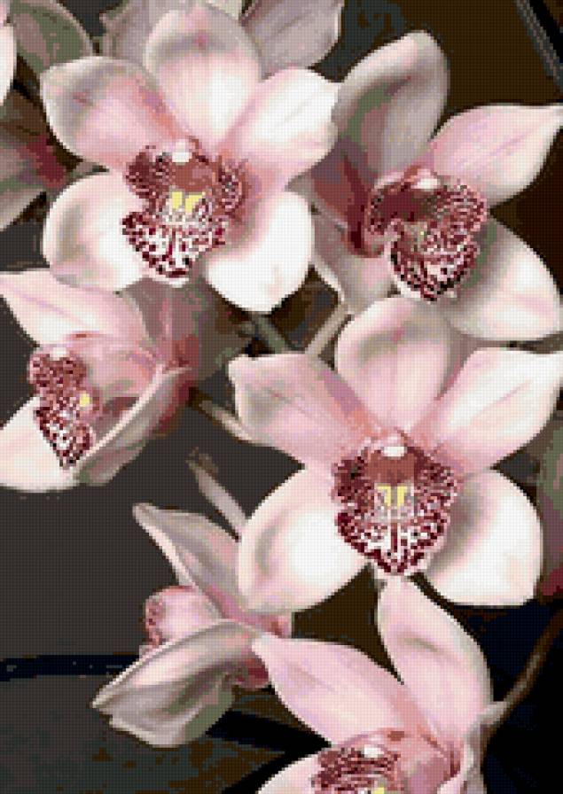 орхидея - цветок, красота, цветы, природа, букет - предпросмотр