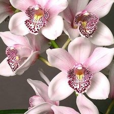 Оригинал схемы вышивки «орхидея» (№395100)