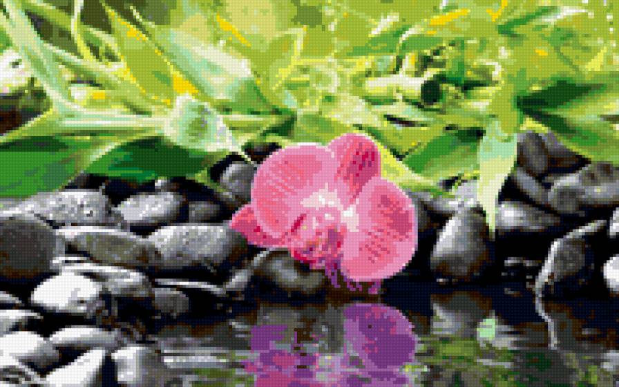 орхидея у воды - природа, цветок, красота - предпросмотр