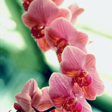 Оригинал схемы вышивки «орхидея» (№395166)