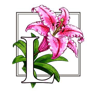 Лилия - лилии, цветок, цветы - оригинал