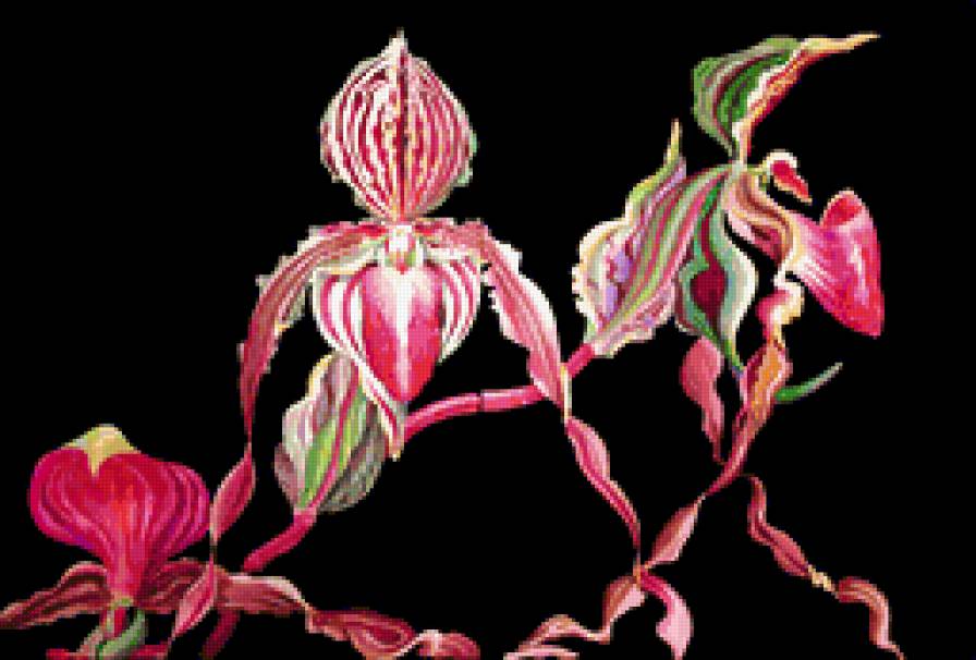 orhideya - orhideya - предпросмотр