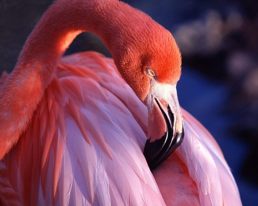 розовый фламинго - птицы, фламинго - оригинал