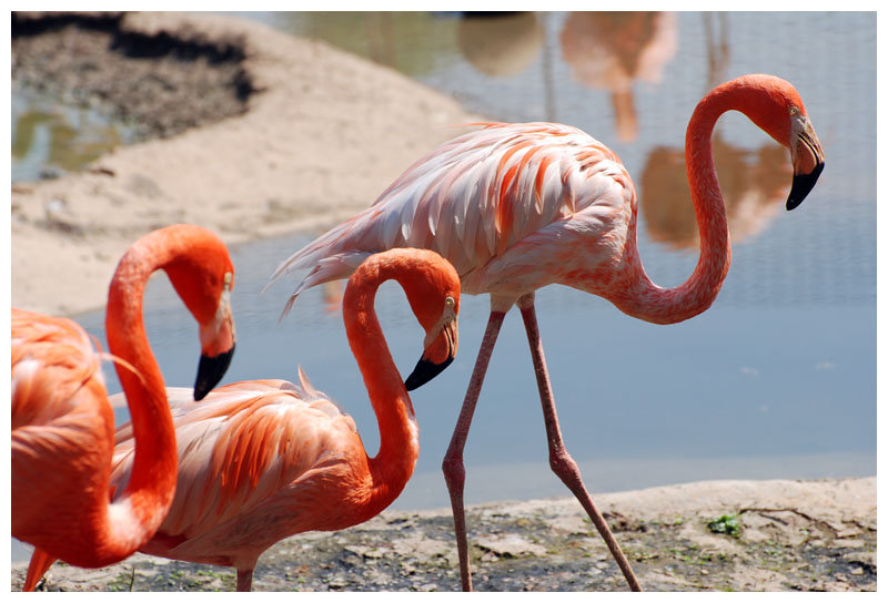 стая фламинго - экзотика, фламинго, птицы - оригинал
