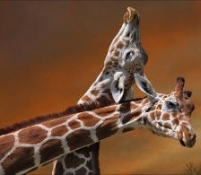 два жирафа