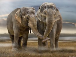 семья слонов - африка, слоны, животные - оригинал