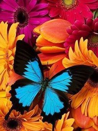 Красавица - цветы, бабочки - оригинал