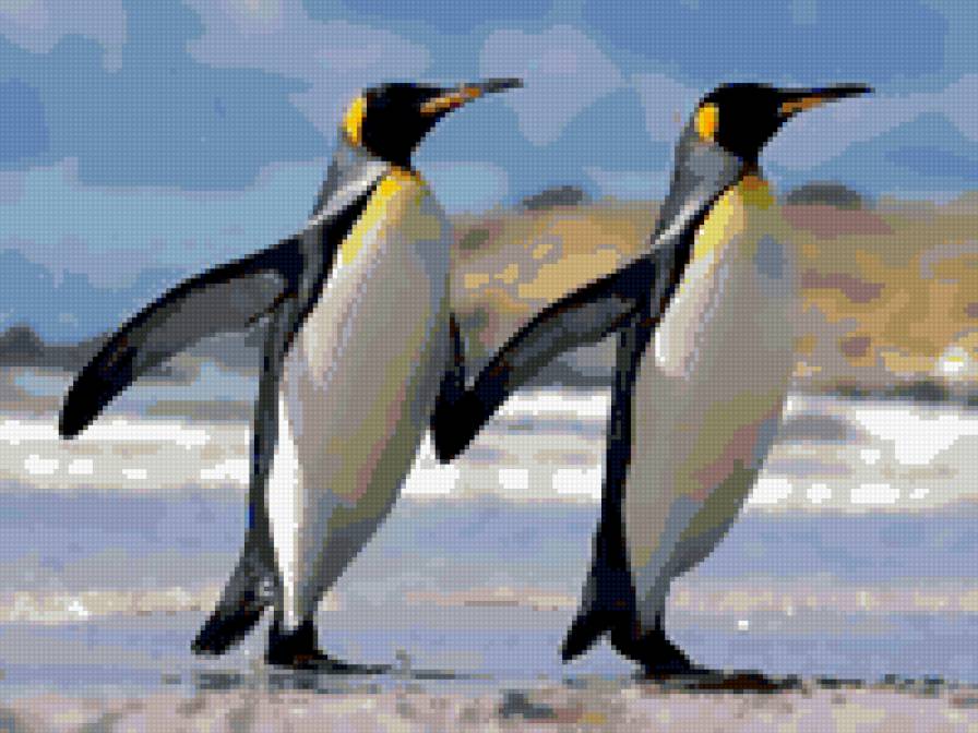 два пингвина - животные, птицы, пингвины - предпросмотр