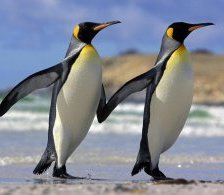 Оригинал схемы вышивки «два пингвина» (№395406)
