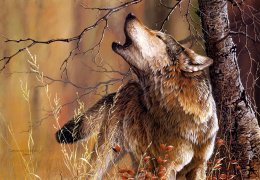 волчий зов - волки, животные - оригинал