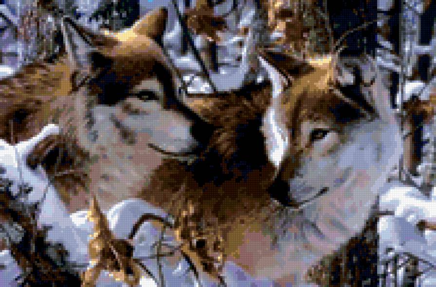 волчья пара - волки, животные - предпросмотр
