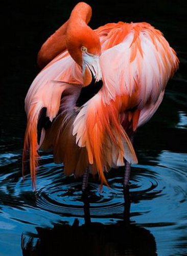 розовый фламинго1 - фламинго, природа, птицы - оригинал